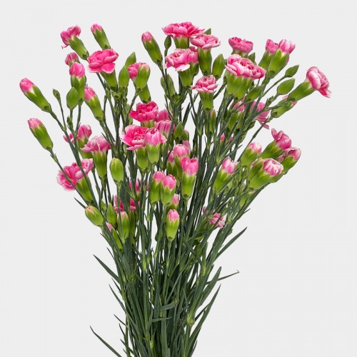 Spray Carnation (Imported) - Two Tone Cherry (10/20 Stems) Spray Carnation (Imported) - Two Tone Cherry (10/20 Stems)