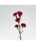 Spray Carnation (Imported) - 2 Tone Dark Red White (10/20 Stems)