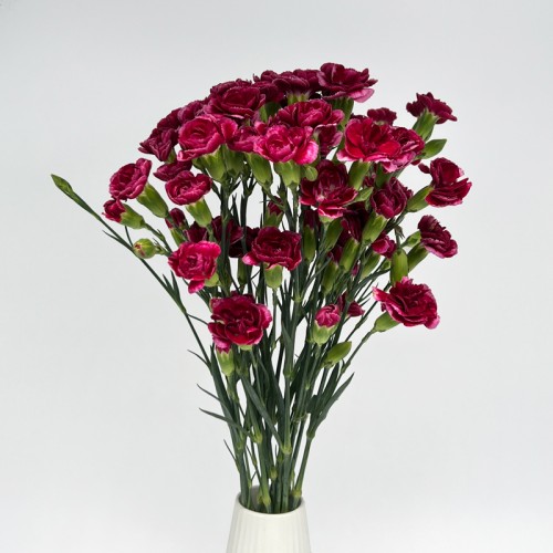 Spray Carnation (Imported) - 2 Tone Dark Red White (10/20 Stems)