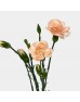 Spray Carnation (Imported) - Champagne (10/20 Stems) Spray Carnation (Imported) - Champagne (10/20 Stems)