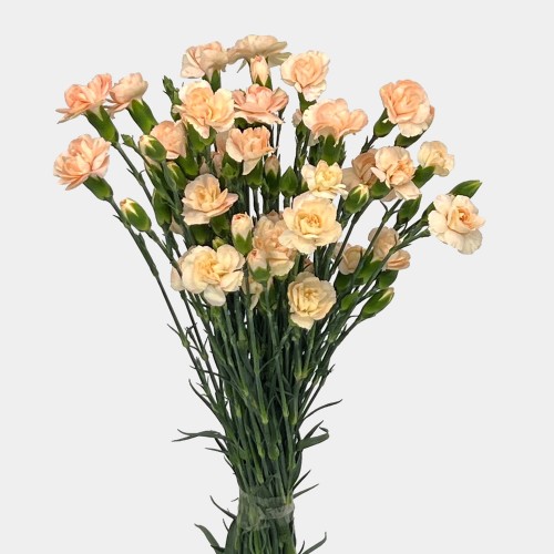 Spray Carnation (Imported) - Champagne (10/20 Stems) Spray Carnation (Imported) - Champagne (10/20 Stems)