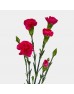 Spray Carnation (Imported) - Cherry Pink (10/20 Stems) Spray Carnation (Imported) - Cherry Pink (10/20 Stems)