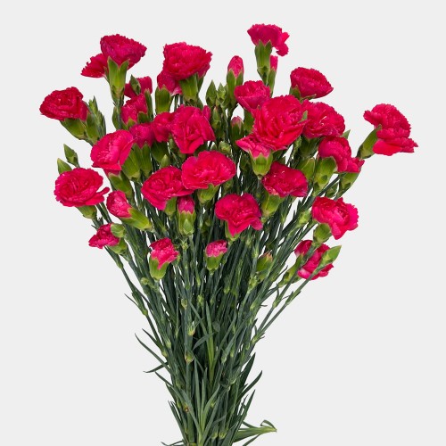 Spray Carnation (Imported) - Cherry Pink (10/20 Stems) Spray Carnation (Imported) - Cherry Pink (10/20 Stems)