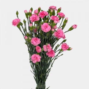 Spray Carnation (Imported) - Dark Pink (10/20 Stems) Spray Carnation (Imported) - Dark Pink (10/20 Stems)