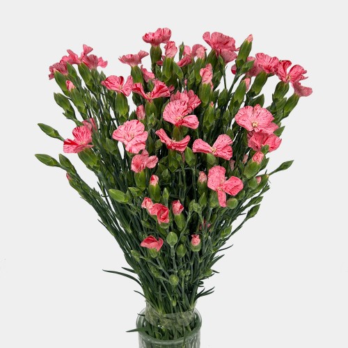 Spray Carnation (Imported) - Little Strawberry 小草莓 (10/20 Stems) Spray Carnation (Imported) - Little Strawberry 小草莓 (10/20 Stems)