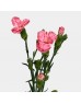 Spray Carnation (Imported) - Little Strawberry 小草莓 (10/20 Stems) Spray Carnation (Imported) - Little Strawberry 小草莓 (10/20 Stems)