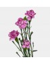 Spray Carnation (Imported) - Lollipop (10/20 Stems) Spray Carnation (Imported) - Lollipop (10/20 Stems)