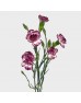 Spray Carnation (Imported) - Purple/White (10/20 Stems)