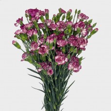 Spray Carnation (Imported) - Purple/White (10/20 Stems) Spray Carnation (Imported) - Purple/White (10/20 Stems)