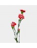 Spray Carnation (Imported) - Red/White (10/20 Stems) Spray Carnation (Imported) - Red/White (10/20 Stems)