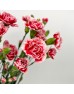 Spray Carnation (Imported) - Red/White (10/20 Stems) Spray Carnation (Imported) - Red/White (10/20 Stems)