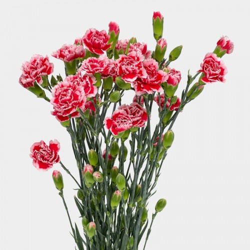 Spray Carnation (Imported) - Red/White (10/20 Stems) Spray Carnation (Imported) - Red/White (10/20 Stems)