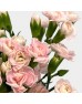 Spray Carnation (Imported) - Soft Pink (10/20 Stems) Spray Carnation (Imported) - Soft Pink (10/20 Stems)