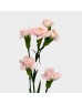 Spray Carnation (Imported) - Soft Pink (10/20 Stems) Spray Carnation (Imported) - Soft Pink (10/20 Stems)