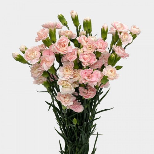Spray Carnation (Imported) - Soft Pink (10/20 Stems) Spray Carnation (Imported) - Soft Pink (10/20 Stems)