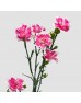 Spray Carnation (Imported) - Star Tessino Pink (10/20 Stems) Spray Carnation (Imported) - Star Tessino Pink (10/20 Stems)