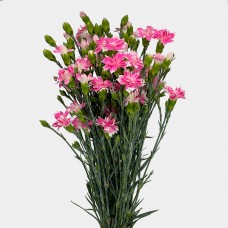 Spray Carnation (Imported) - Star Tessino Pink (10/20 Stems)