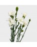 Spray Carnation (Imported) - Star Tessino White (10/20 Stems) Spray Carnation (Imported) - Star Tessino White (10/20 Stems)