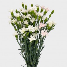 Spray Carnation (Imported) - Star Tessino White (10/20 Stems) Spray Carnation (Imported) - Star Tessino White (10/20 Stems)