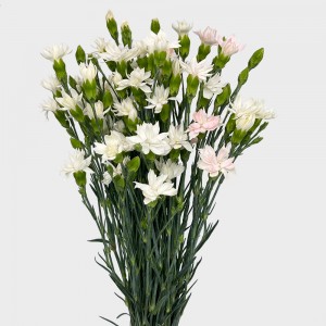 Spray Carnation (Imported) - Star Tessino White (10/20 Stems) Spray Carnation (Imported) - Star Tessino White (10/20 Stems)