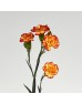 Spray Carnation (Imported) - 2 Tone Yellow Orange (10 Stems)