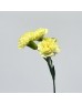 Spray Carnation (Imported) - Yellow (10 Stems)