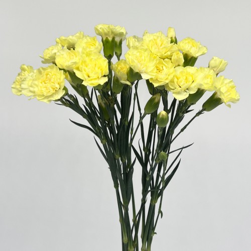 Spray Carnation (Imported) - Yellow (10 Stems)