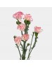 Spray Carnation (Imported) - White With Pink Line (10/20 Stems) Spray Carnation (Imported) - White With Pink Line (10/20 Stems)
