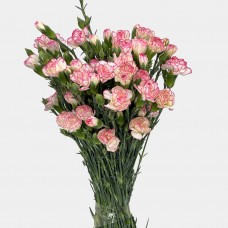 Spray Carnation (Imported) - White With Pink Line (10/20 Stems) Spray Carnation (Imported) - White With Pink Line (10/20 Stems)