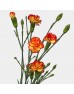 Spray Carnation (Imported) - Orange With Yellow (10/20 Stems)