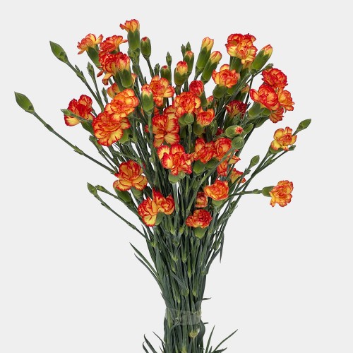 Spray Carnation (Imported) - Orange With Yellow (10/20 Stems)