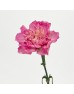 Carnations (Imported) - Aola 奥拉 (10/20 Stems) Carnations (Imported) - Aola 奥拉 (10/20 Stems)
