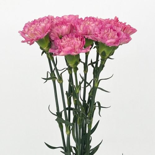 Carnations (Imported) - Aola 奥拉 (10/20 Stems) Carnations (Imported) - Aola 奥拉 (10/20 Stems)