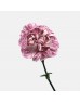 Carnations (Imported) - Ayame 挑芯 (10/20 Stems) Carnations (Imported) - Ayame 挑芯 (10/20 Stems)