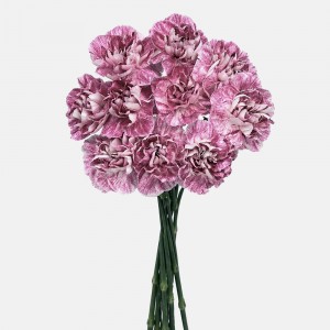 Carnations (Imported) - Ayame 挑芯 (10/20 Stems) Carnations (Imported) - Ayame 挑芯 (10/20 Stems)