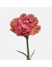 Carnations (Imported) - Caramel Antique 古董焦糖 (10/20 Stems)