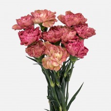 Carnations (Imported) - Caramel Antique 古董焦糖 (10/20 Stems)
