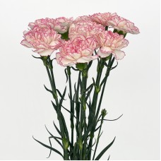 Carnations (Imported) - Catherine 卡特琳 (10/20 Stems)