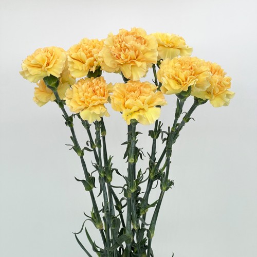 Carnations (Imported) - Champagne 香槟 (10/20 Stems) Carnations (Imported) - Champagne 香槟 (10/20 Stems)