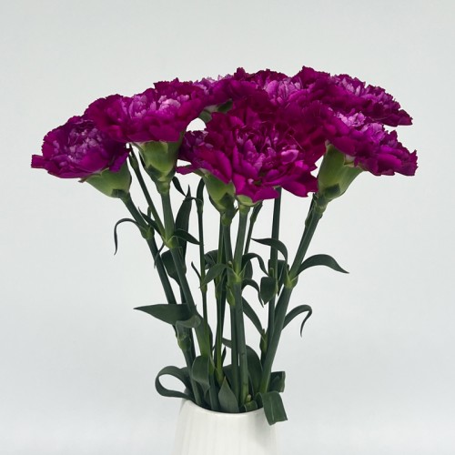 Carnations (Imported) - Dark Purple 紫水晶 (10/20 Stems)