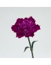 Carnations (Imported) - Dark Purple 紫水晶 (10/20 Stems)
