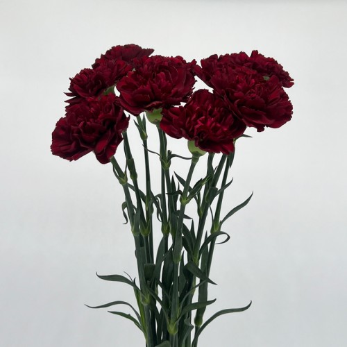 Carnations (Imported) - Maroon 复古红 (10/20 Stems) Carnations (Imported) - Maroon 复古红 (10/20 Stems)