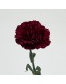 Carnations (Imported) - Maroon 复古红 (10/20 Stems) Carnations (Imported) - Maroon 复古红 (10/20 Stems)