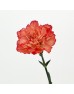 Carnations (Imported) - Diva 火焰 (10/20 Stems) Carnations (Imported) - Diva 火焰 (10/20 Stems)