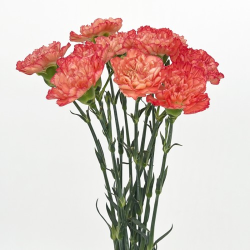 Carnations (Imported) - Diva 火焰 (10/20 Stems) Carnations (Imported) - Diva 火焰 (10/20 Stems)
