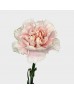 Carnations (Imported) - Feather Dress 羽衣 (10/20 Stems)