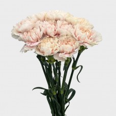 Carnations (Imported) - Feather Dress 羽衣 (10/20 Stems)