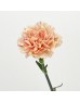 Carnations (Imported) -  First Kiss 初吻 (10/20 Stems)