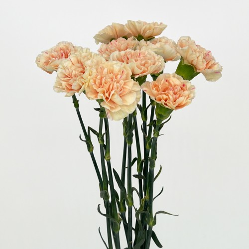 Carnations (Imported) -  First Kiss 初吻 (10/20 Stems)