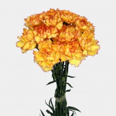 Carnations (Imported) - Folgore 狂欢 (10/20 Stems)